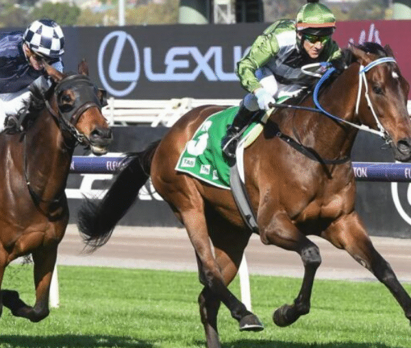 How Horse Ownership Syndicates Work